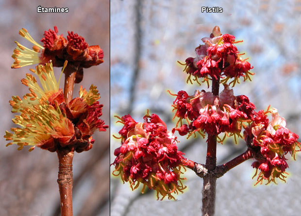 Montage photo de fleurs mles, aux tamines en surbrillance, et de fleurs femelles, aux pistils en surbrillance, d'un rable rouge (Acer rubrum)
