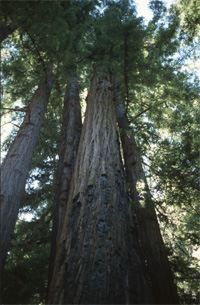 Photo d'un sequoia (Sequoia sempervirens) vu à partir de la base