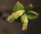 Photo en gros plan de fleurs de dirca des marais (Dirca palustris)