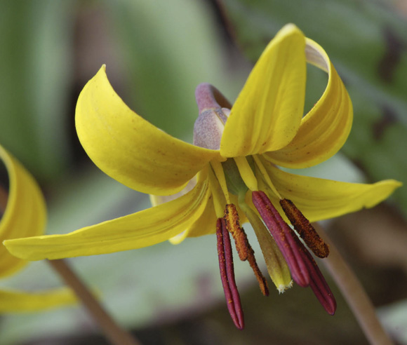 Zoomed-in photo of the flower of a Yellow trout lily (Erythronium americanum) 