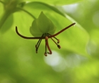 Zoomed-in photo of an Indian Cucumber-root flower (Medeola virginiana)