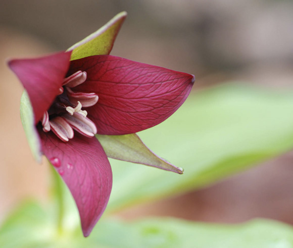 Photo en gros plan d'une fleur de trille rouge (Trillium erectum)