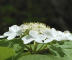 Zoomed-in photo of the flowers of a Hobblebush (Viburnum lantanoides)