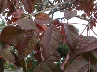 Photo of the purple leaves of an American ash, Fraxinus pennsylvanica