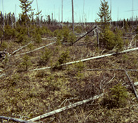 Photo de la végétation hétérogène d'une forêt après le passage d'un feu