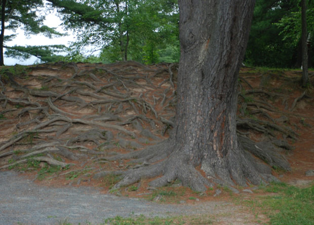 Photo de racines latérales d'un pin (Pinus sp.) qui courent à la surface du sol autour du tronc