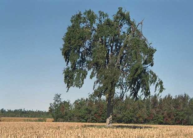 Photo of an isloated American elm (Ulmus americana), in the middle of a field