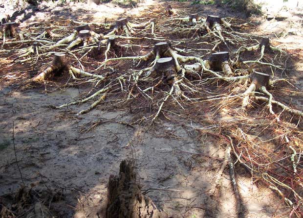 Photo of stumps and unearthed roots of many trembling aspens (Populus tremuloides)