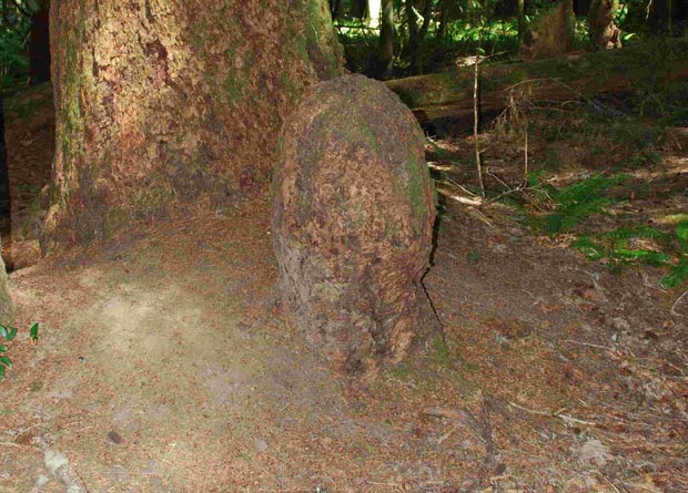 Photo of a coast Douglas-fir (Pseudotsuga menziesii) stump that is completely healed