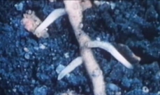 Image de radicelles d'un arbre