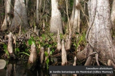 Photo of bald cypress (Taxodium distichum) pneumatophores growing near water
