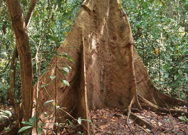 Photo of the buttress roots of an exotic tree