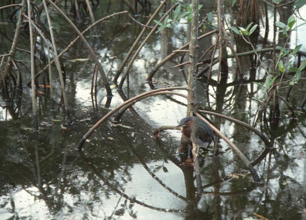 Photo of the stilt roots of a red mangrove (Rhizophora mangle) growing in water