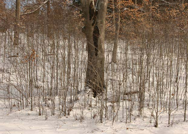 Photo d'un hêtre d'Amérique (Fagus grandifolia) entouré par plusieurs drageons