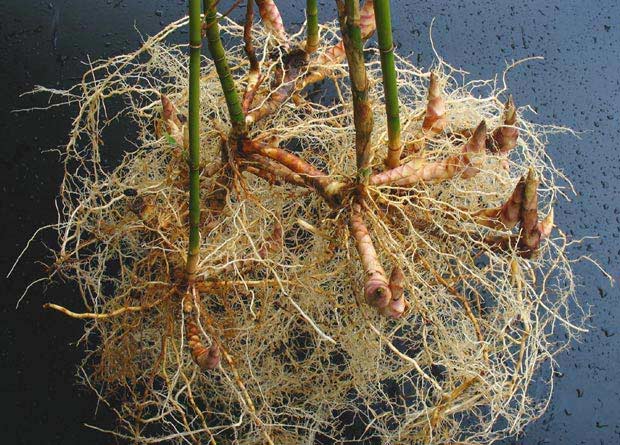 Photo of unearthed roots and rhizomes of a bamboo plant, Fargesia robusta