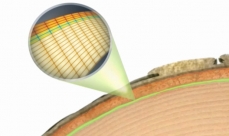 Dessin d'une coupe de tronc présentant la division péricline du cambium