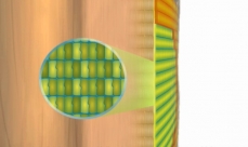Dessin d'une coupe de tronc présentant la division anticline du cambium
