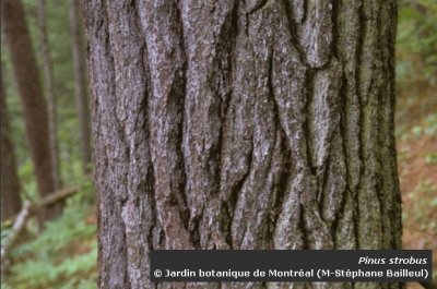 Photo de l'écorce d'un pin blanc (Pinus strobus)