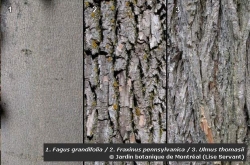 Montage photo d'écorces de trois arbres, de gauche à droite : hêtre d'Amérique (Fagus grandifolia), frêne rouge (Fraxinus pennsylvanica), orme liège (Ulmus thomasii)
