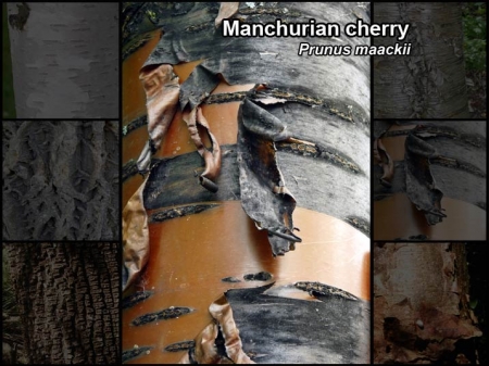 Close-up photo of the orange and gray bark of a Manchurian cherry