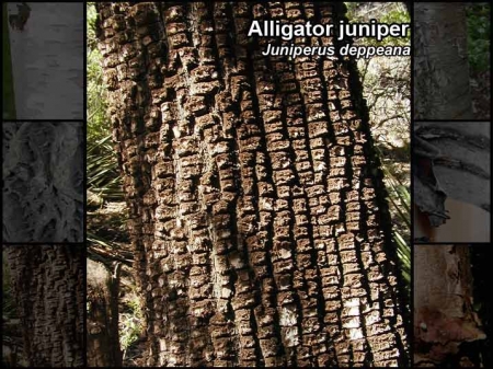 Close-up photo of the fragmented brownish bark of an alligator juniper