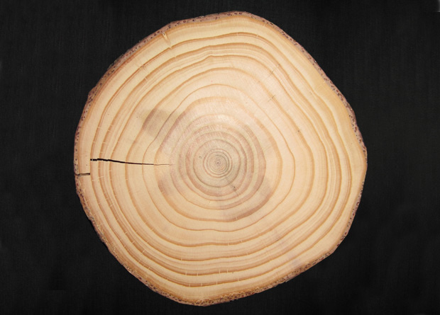 Photo d'une coupe de tronc d'arbre qui montre clairement les cernes de croissance annuels