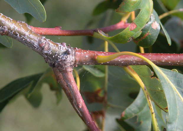 Photo of a Pin oak branch (Quercus palustris) on which we can see three twigs that are more reddish-coloured than the rest of the branch