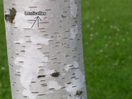 Photo du tronc d'un bouleau gris, sur laquelle sont identifiées les lenticelles