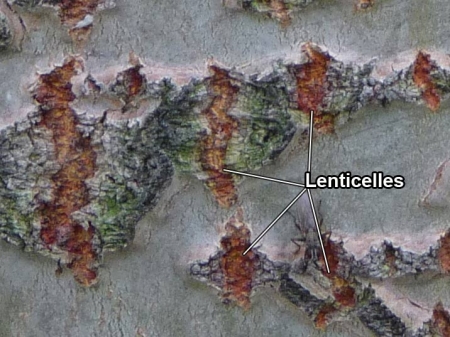Photo de l'écorce d'un peuplier blanc, sur laquelle sont identifiées les lenticelles