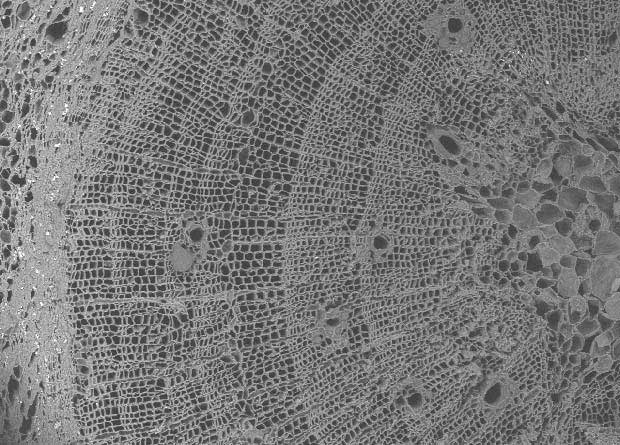 Photo en microscopie électronique du bois d'un pin blanc (Pinus strobus)