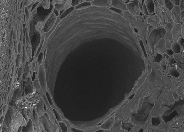 Electron microscopy photo of an Eastern white pine's (Pinus strobus) resin duct