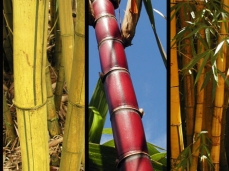 Montage photo de chaumes de bambous de couleurs différentes