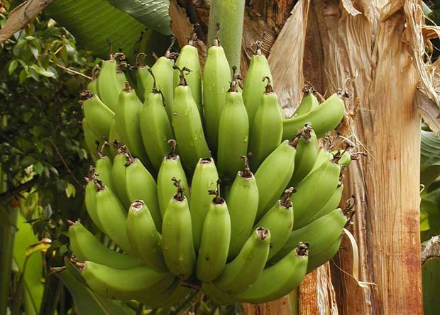 Photo de bananes et de gaines foliaires de la tige d'un bananier (Musa acuminata)