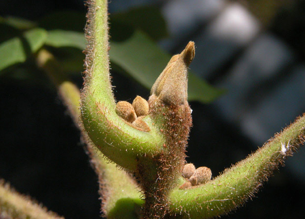 Photo of a butternut's (Juglans cinerea) hairy bud