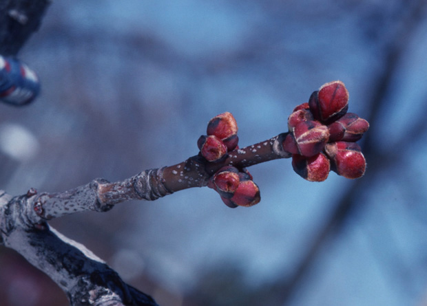 Photo d'un rameau d'érable rouge (Acer rubrum) avec deux grappes de bourgeons groupés rougeâtres