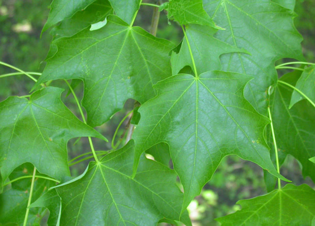 Photo of the leaves of a sugar maple (Acer saccharum)