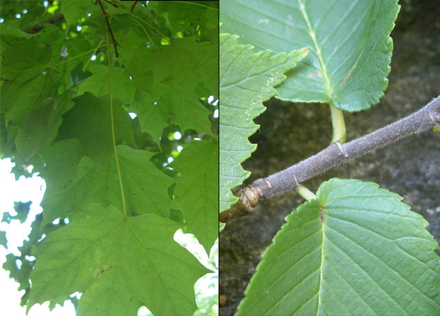 Montage photo de feuilles d'érable à sucre (Acer saccharum) aux pétioles longs et de pétioles courts d'un orme liège (Ulmus thomasii)