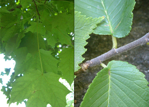 Montage photo de feuilles d'érable à sucre (Acer saccharum) aux pétioles longs et de pétioles courts d'un orme liège (Ulmus thomasii)