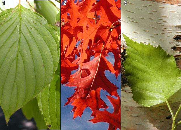 Photomontage of the simple leaf of an alternate-leaved dogwood (Cornus alternifolia), of the lobed leaves of a scarlet oak (Quercus coccinea), and of the toothed leaf of a white birch (Betula papyrifera)