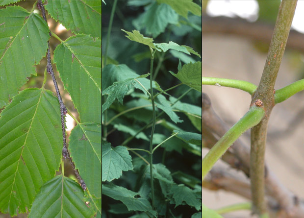 Montage photo de feuilles alternes de charme de Caroline (Carpinus caroliniana), de feuilles opposées d'érable à épis (Acer spicatum) et de feuilles verticillées de catalpa à feuilles cordées (Catalpa speciosa)