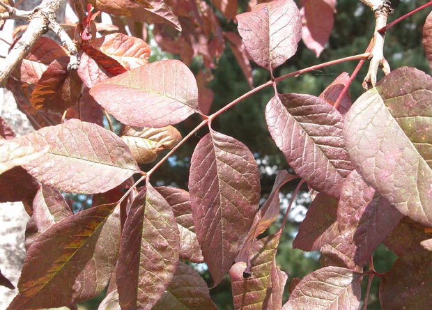 Photo d'une feuille composée de frêne rouge (Fraxinus pennsylvanica)