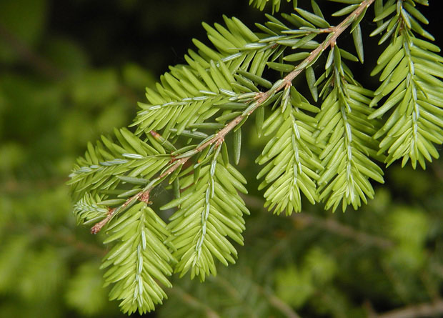 Photo d'une branche et d'aiguilles de pruche du Canada (Tsuga canadensis)