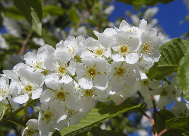 Photo de plusieurs fleurs parfaites d'un merisier à grappes (Prunus padus)