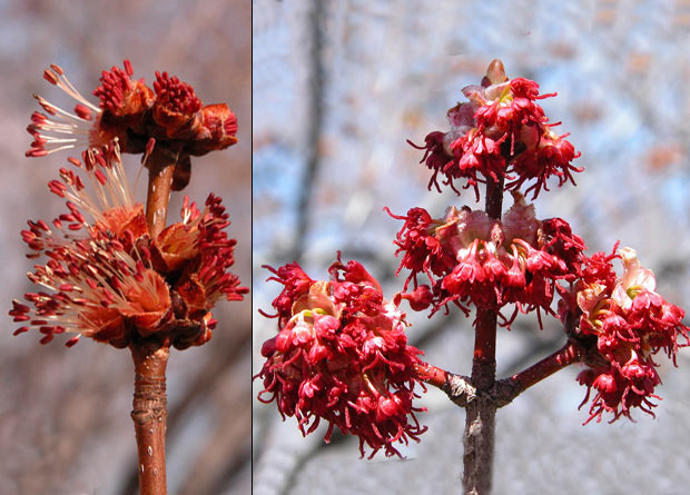 Montage photo de fleurs mâles et de fleurs femelles d'un érable rouge (Acer rubrum)