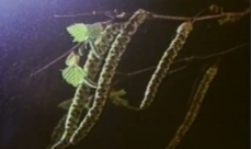 Image of a birch pollen cloud