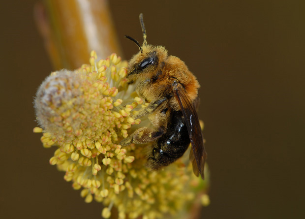 Photo d'une abeille (Andrena dunningi) pollinisant une fleur de saule (Salix sp.)