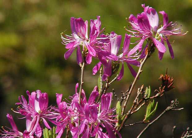 Photo de fleurs de rhododendron (Rhododendron canadense)