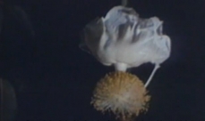 Photo of a baobab flower turned towards the ground