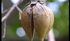 Image d'un fruit de paulownia