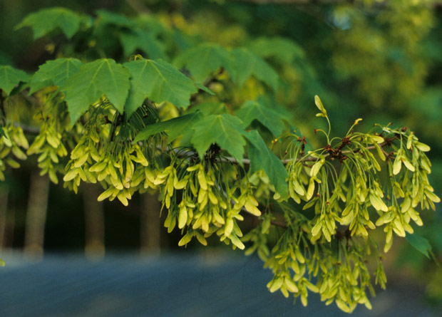 Photo of a red maple (Acer rubrum) branch with lots of fruit, the samaras